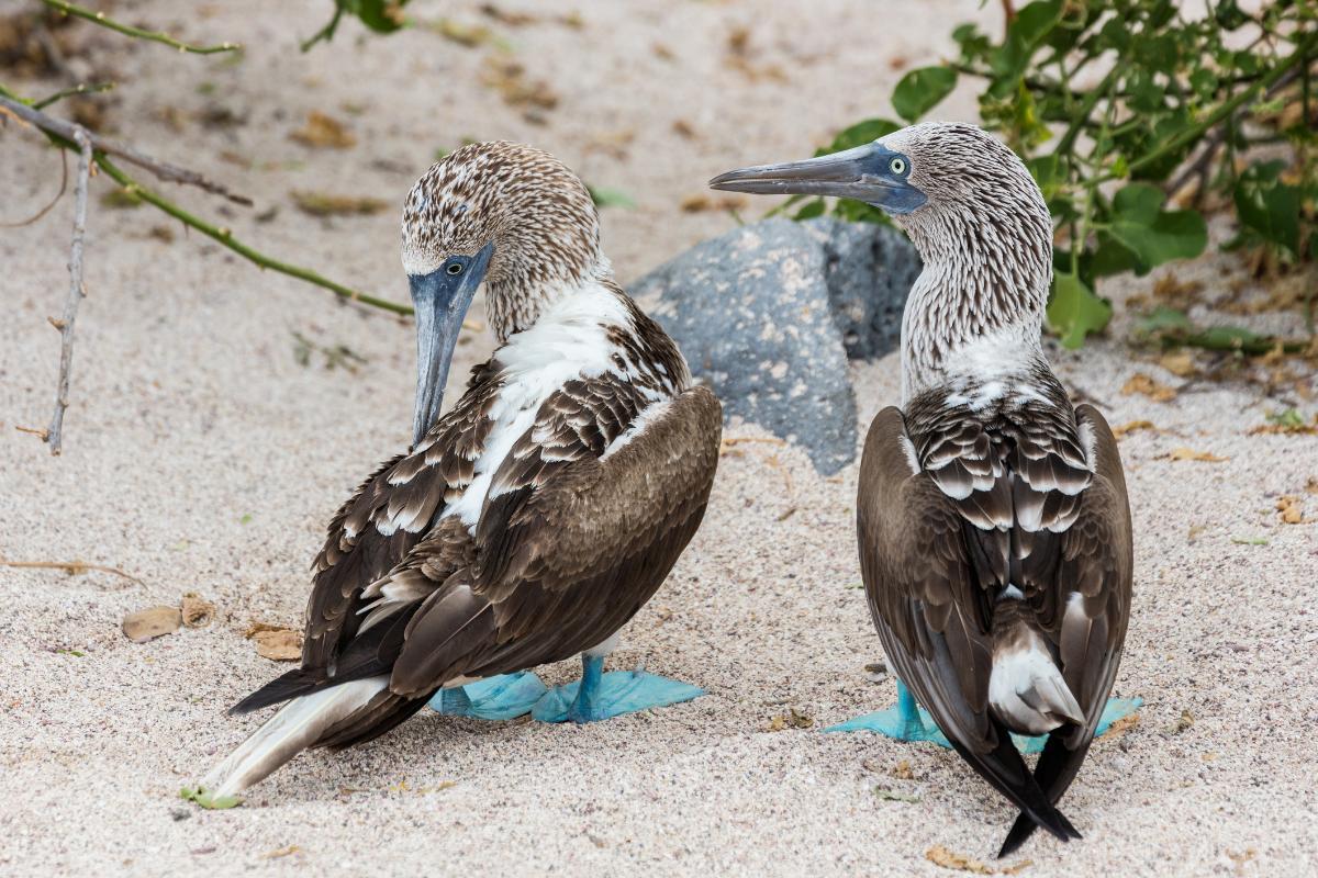 FOU À PIEDS BLEUS CARACTÉRISTIQUES, HABITAT et ALIMENTATION