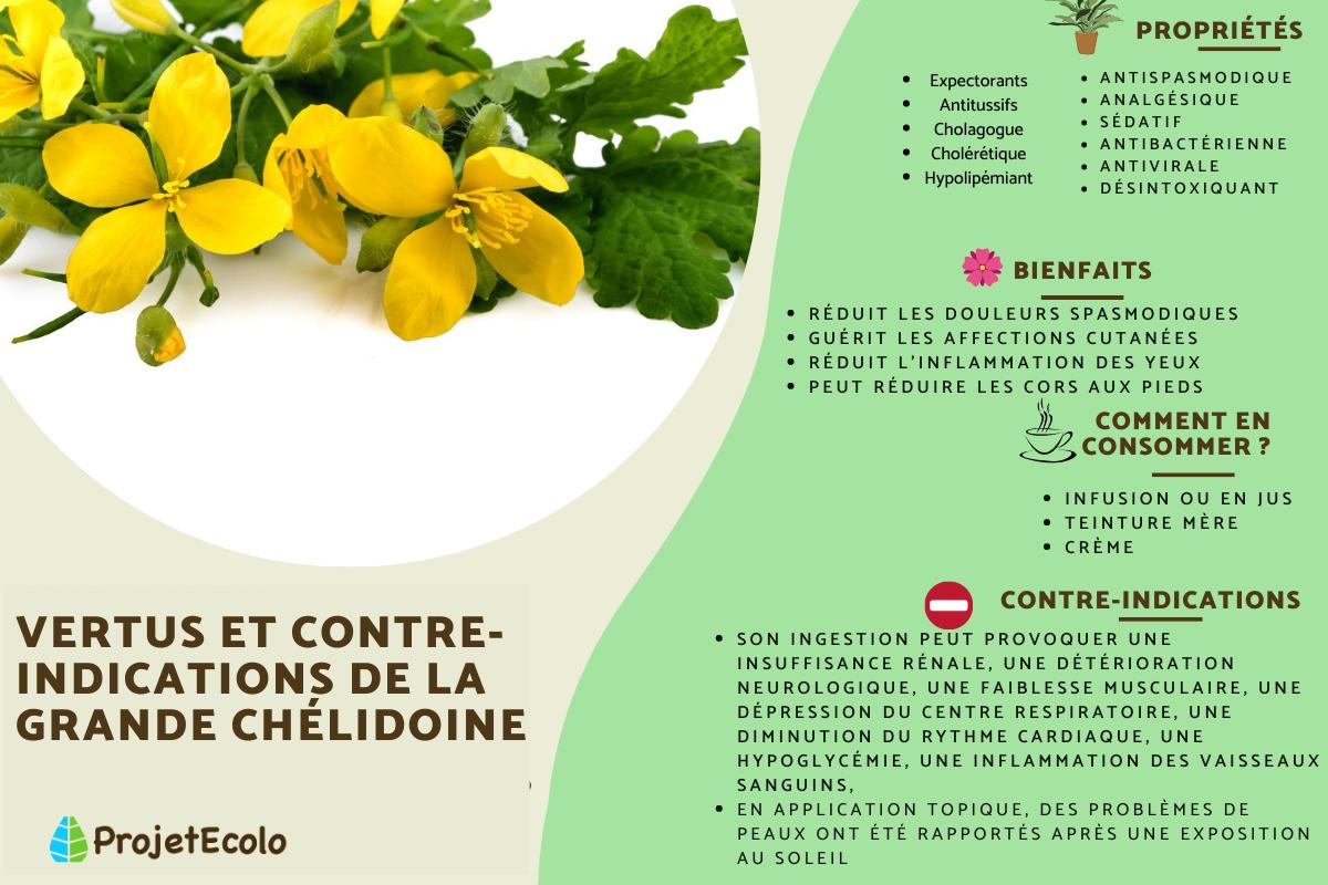 Grande Chélidoine ou Chelidonium majus : Vertus et contre-indications