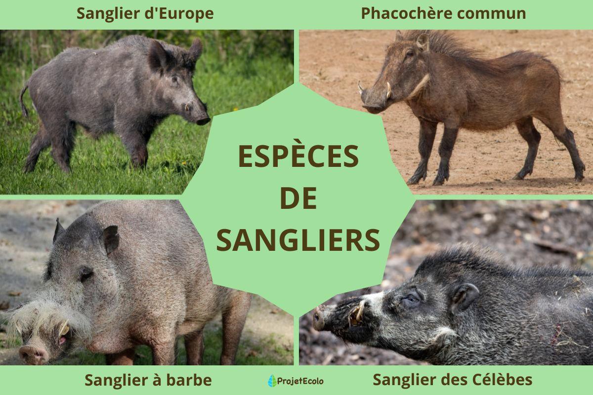 Espèces de sangliers