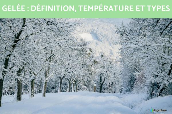 Gelée : définition, température et types