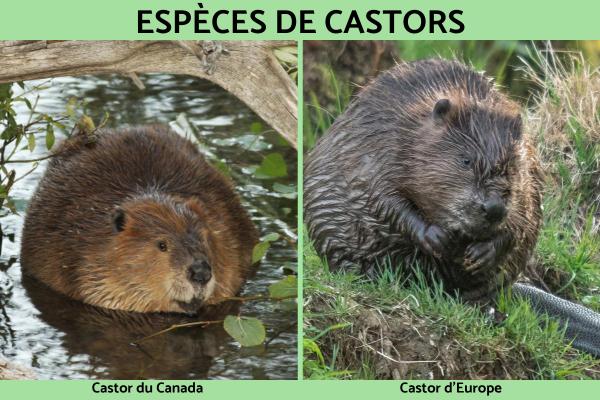 Espèces de castors