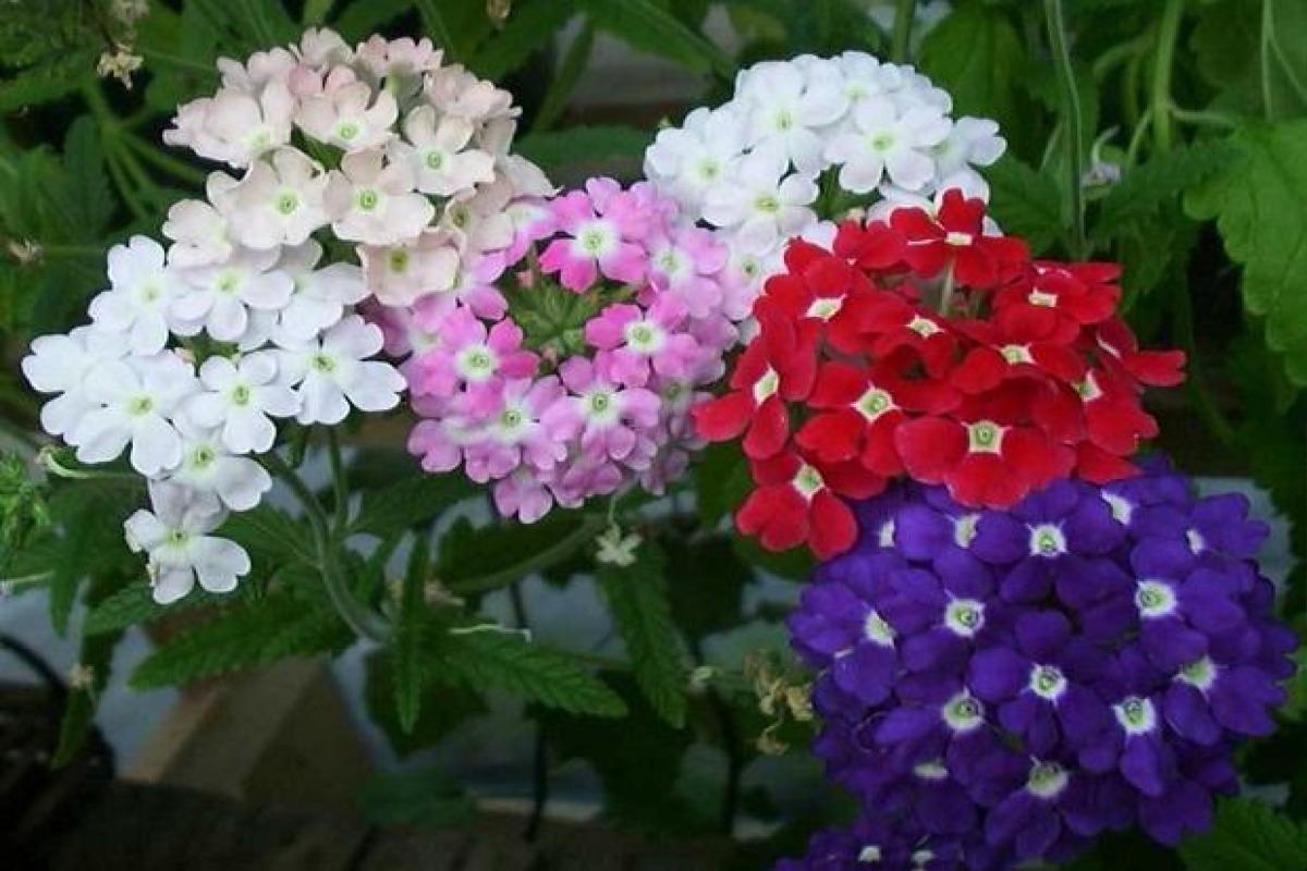 11 plantes qui fleurissent toute l'année