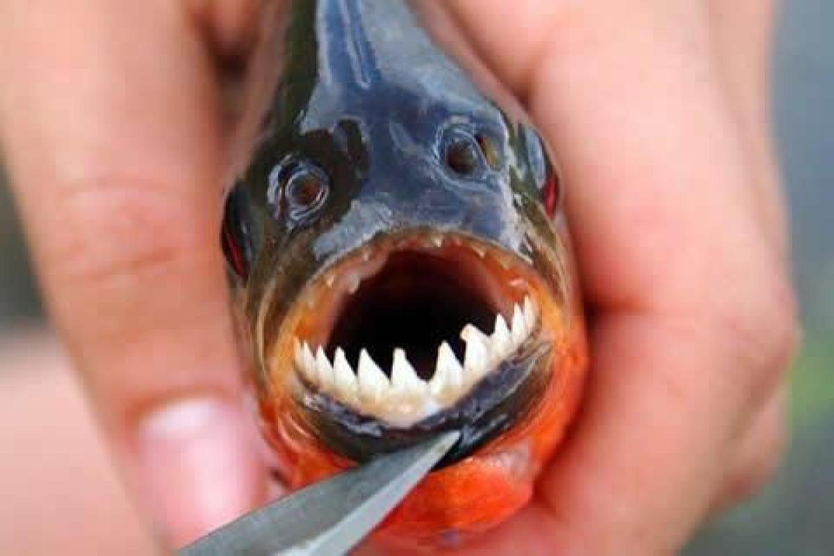 Les 10 poissons les plus dangereux du monde - Liste et caractéristiques