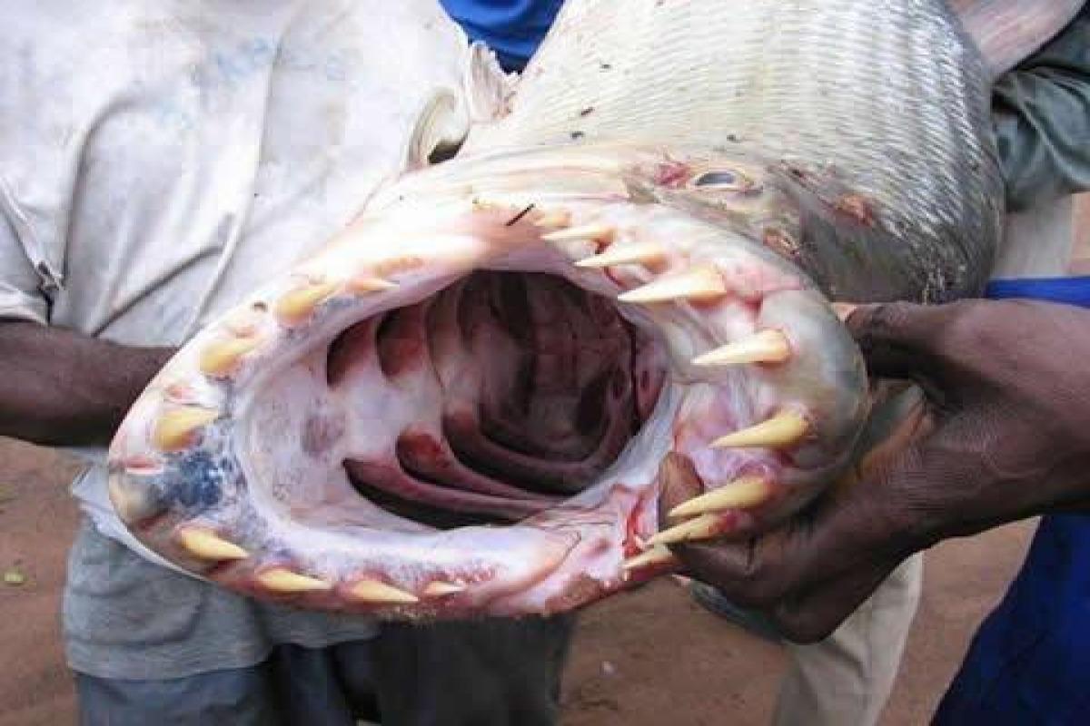 Les 10 Poissons Les Plus Dangereux Du Monde www.projetecolo.com