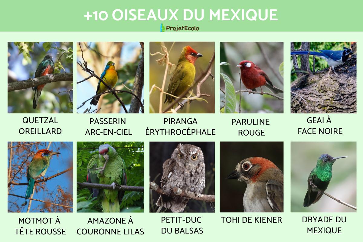 Oiseaux du Mexique