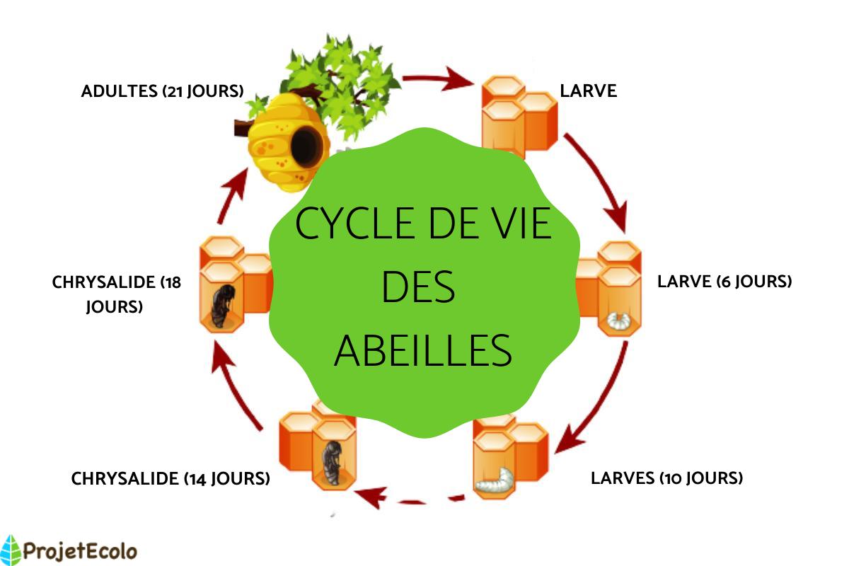 Cycle de vie de l'abeille