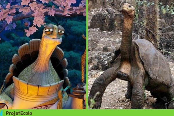 Animaux de Kung Fu Panda - Maître Oogway