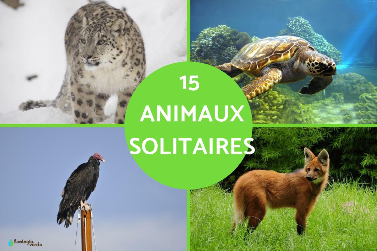 Animaux solitaires