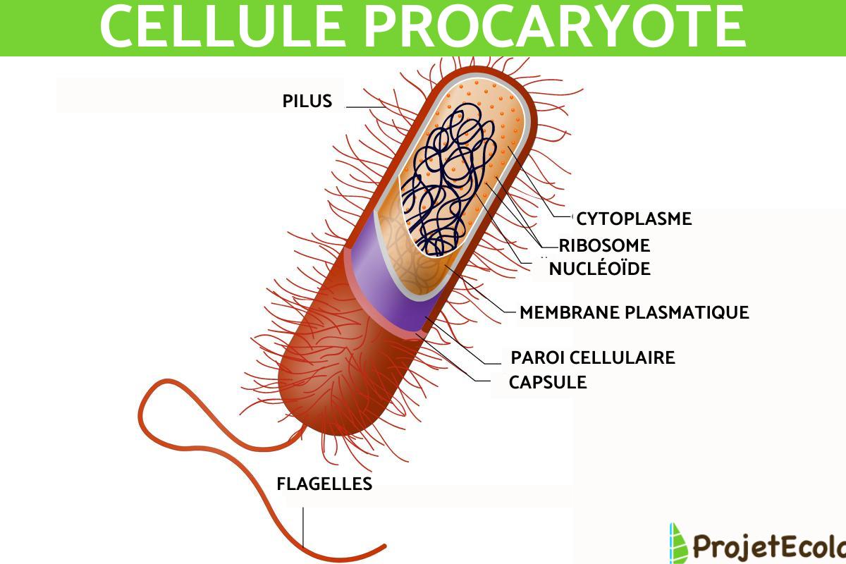 Cellule procaryote : Schéma, caractéristiques et fonctions