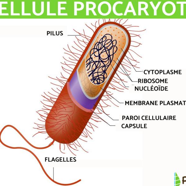 Structure Cellulaire Procaryote