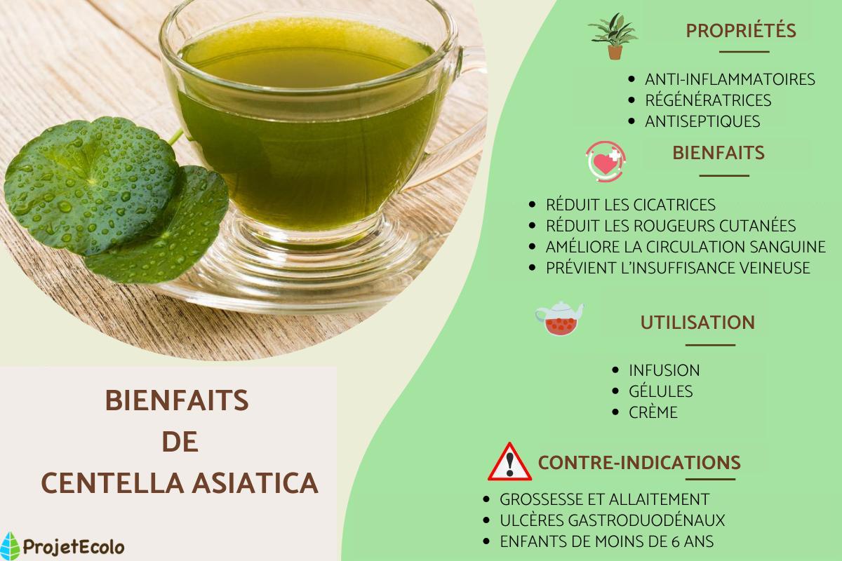 Centella asiatica : propriétés et contre-indications