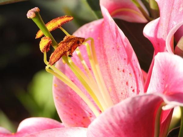 Étamine d'une fleur : Définition, rôle et types