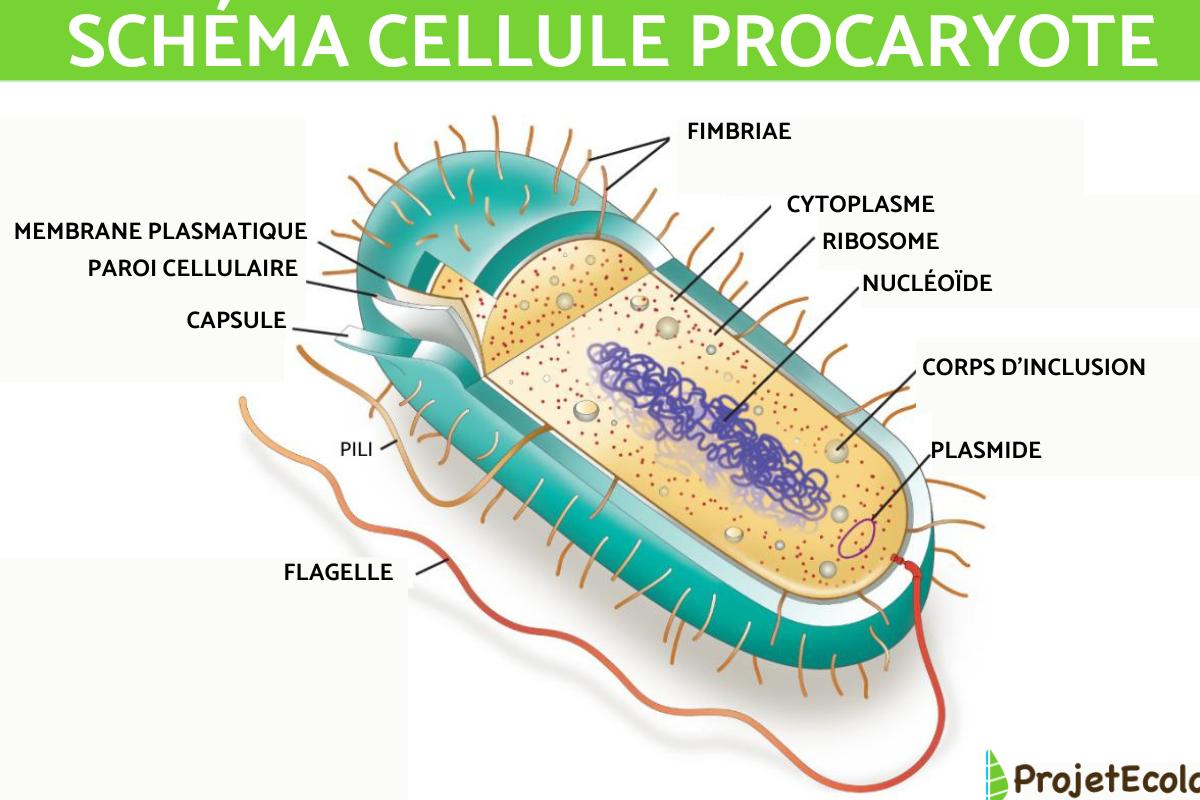 Cellule procaryote : Schéma, caractéristiques et fonctions