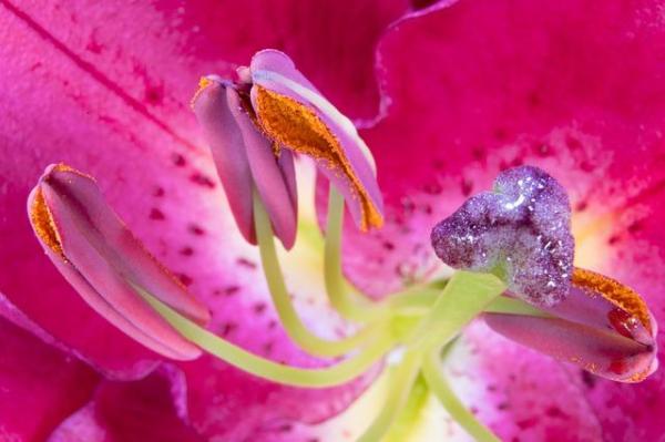 Étamine d'une fleur : Définition, rôle et types - Types d'étamines des fleurs