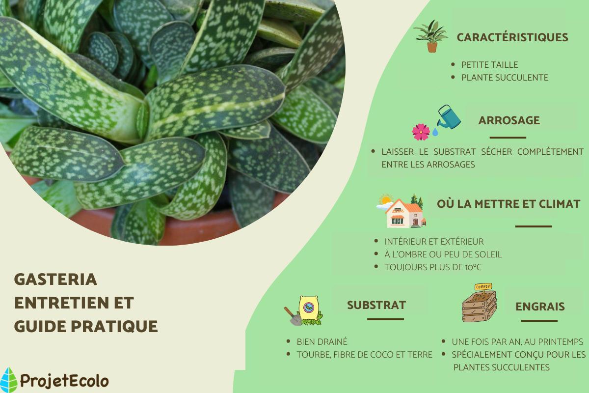Gasteria : Entretien et types