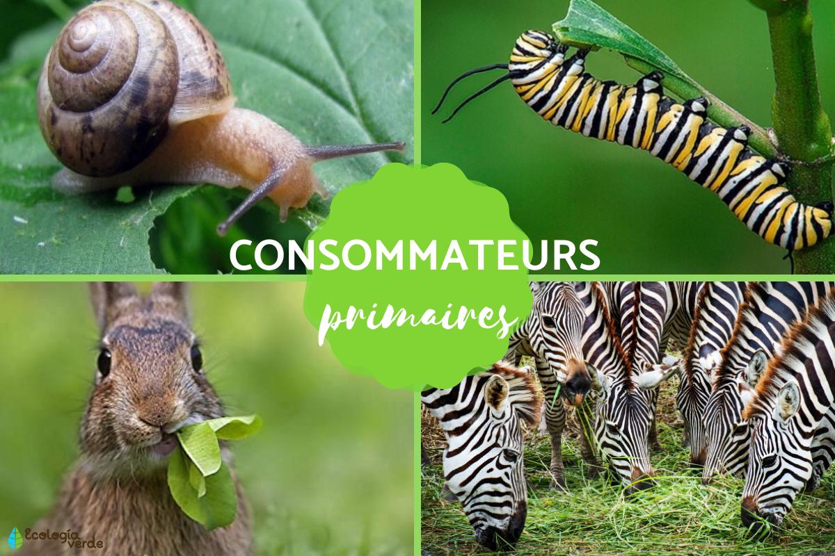 Consommateur primaire : Définition et exemples