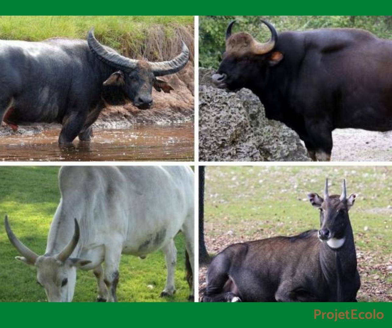 +20 ANIMAUX à CORNES - Afrique, Europe, Asie