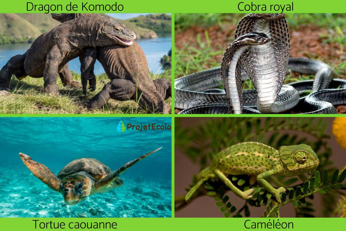 Les reptiles : définition, classification et exemples
