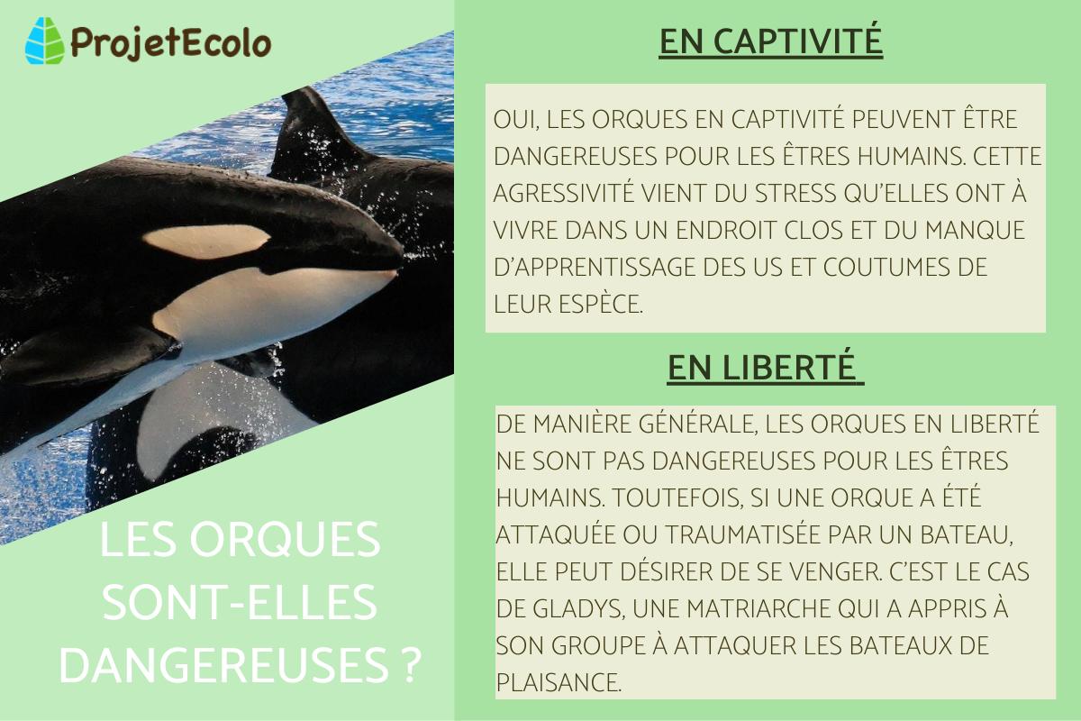 Les orques sont-elles dangereuses ?