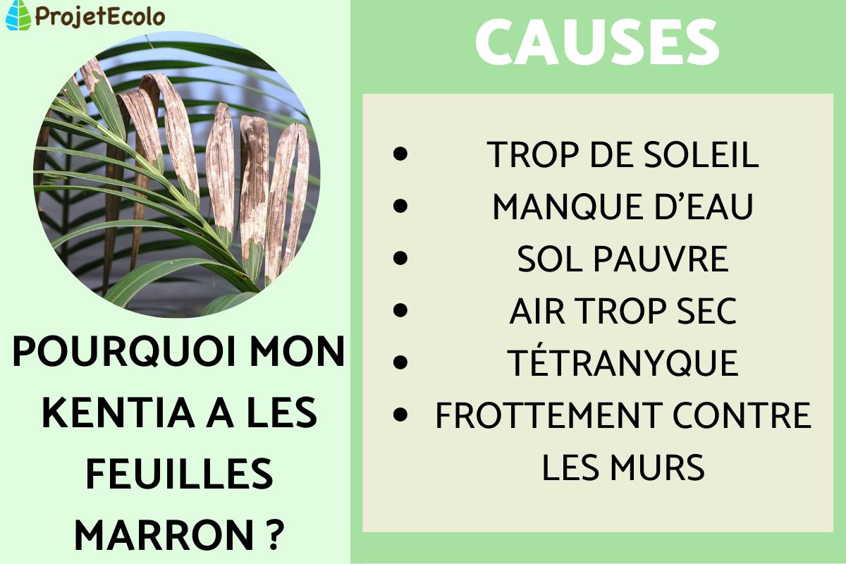 Kentia aux feuilles marrons : causes et que faire