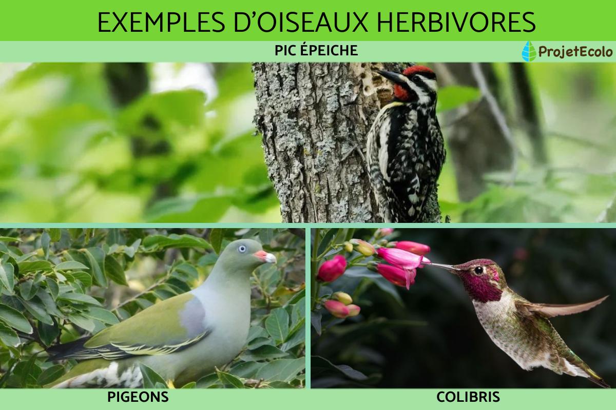 Oiseaux herbivores : exemples et caractéristiques