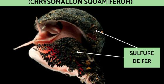 Escargots volcaniques