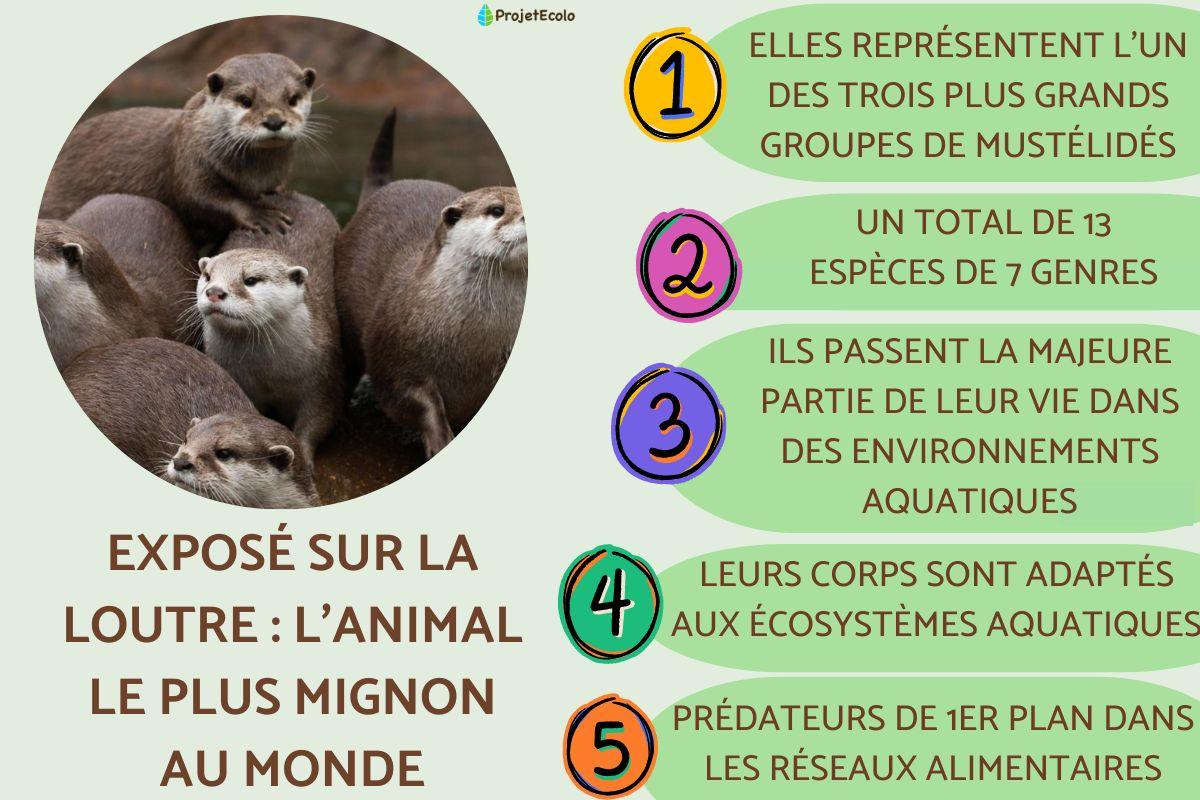 Exposé sur la loutre : l'animal le plus mignon au monde
