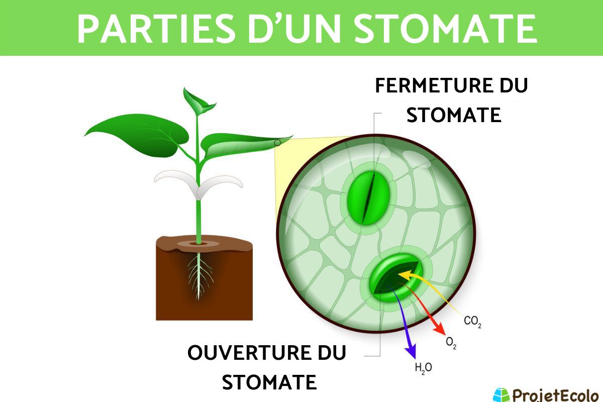 Les stomates - Définition, schéma et types