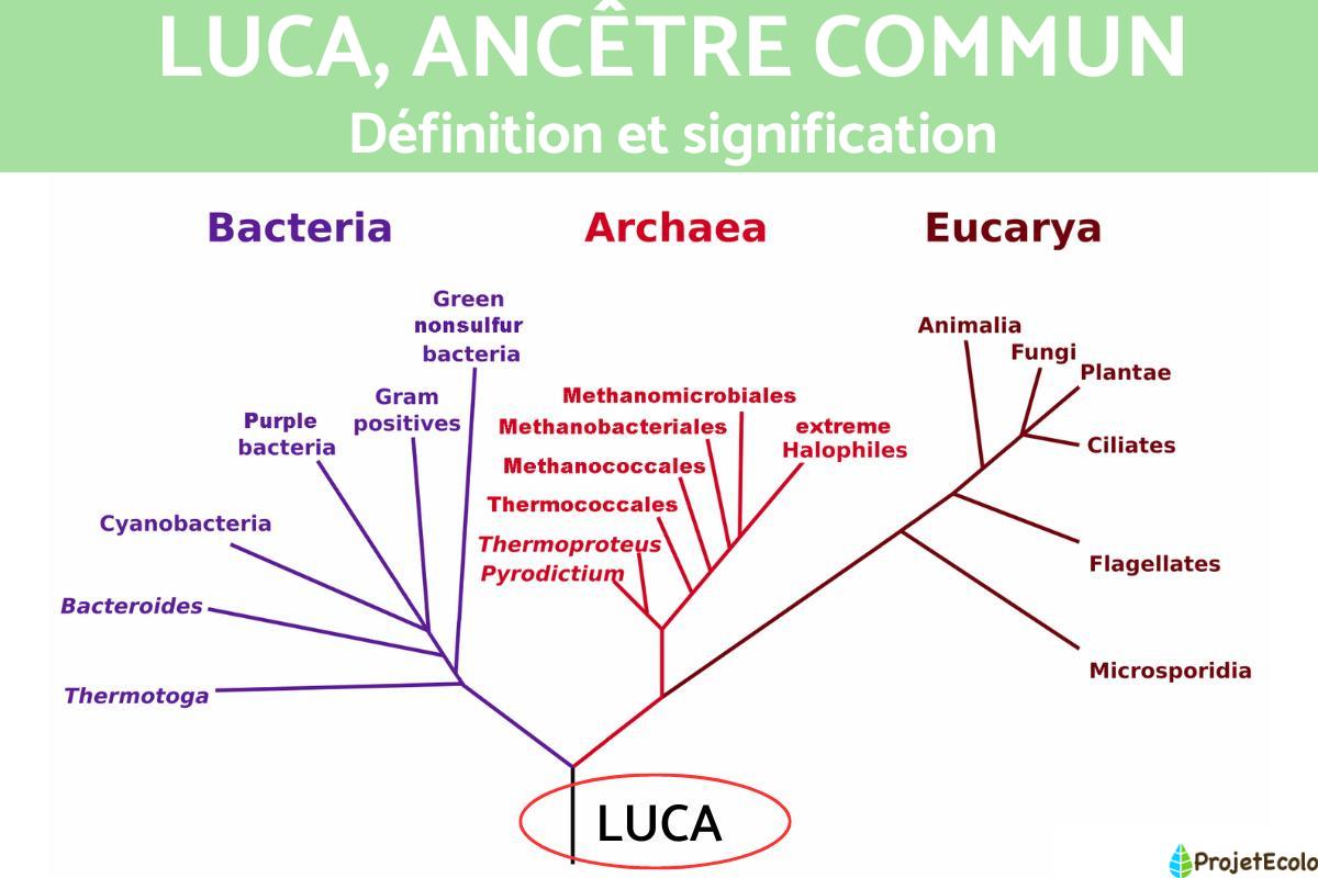 LUCA, ancêtre commun : Définition et signification