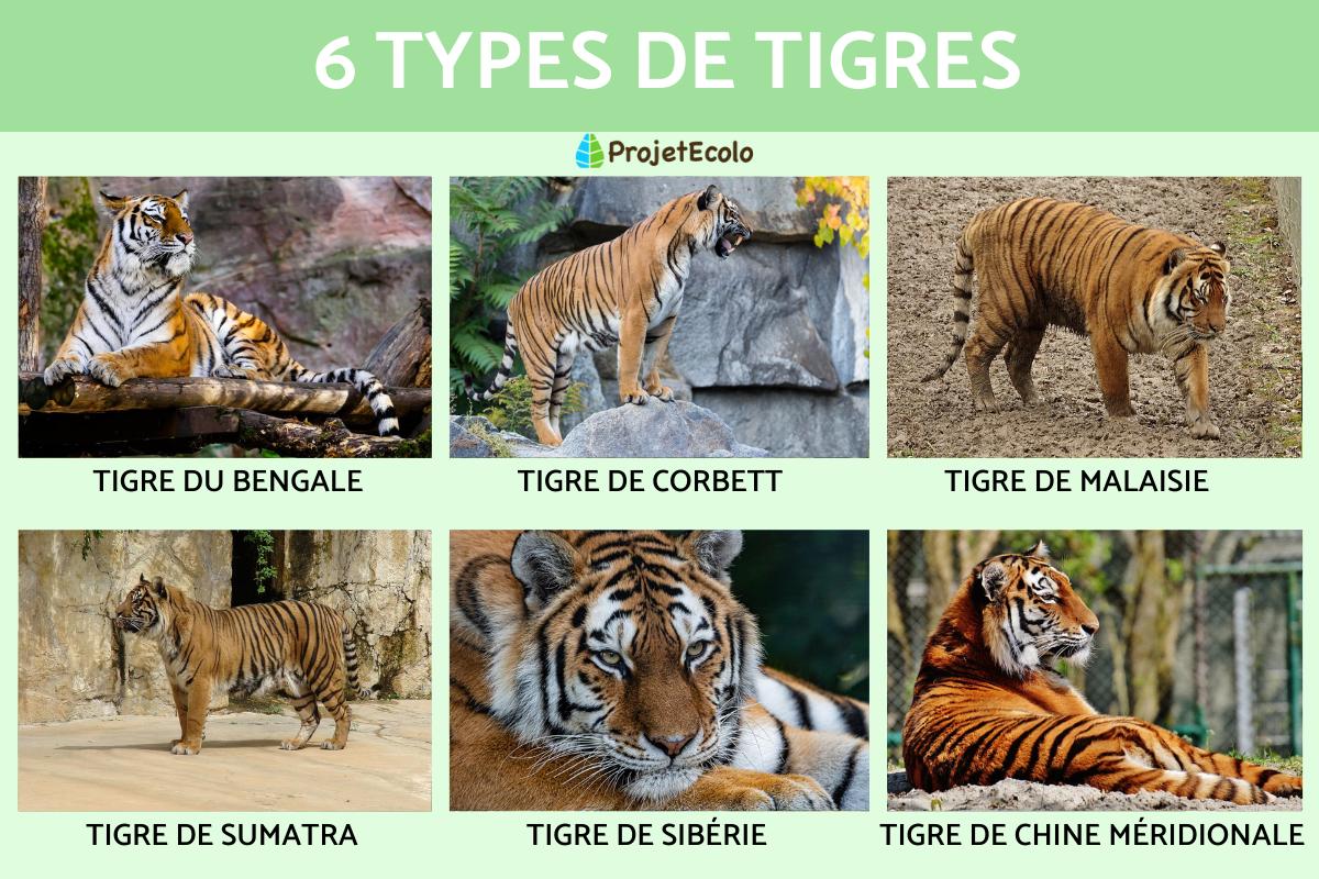 Types de tigres