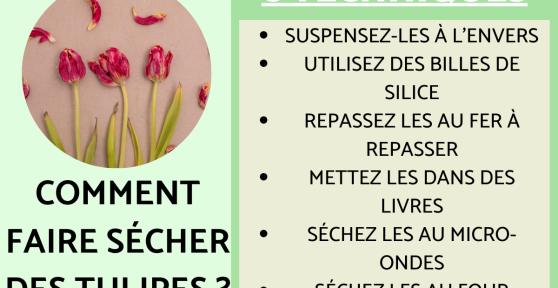 Comment faire sécher des tulipes