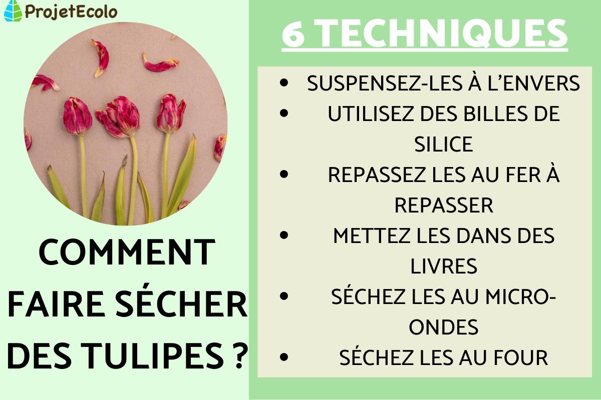 Comment faires sécher des tulipes 6 TECHNIQUES
