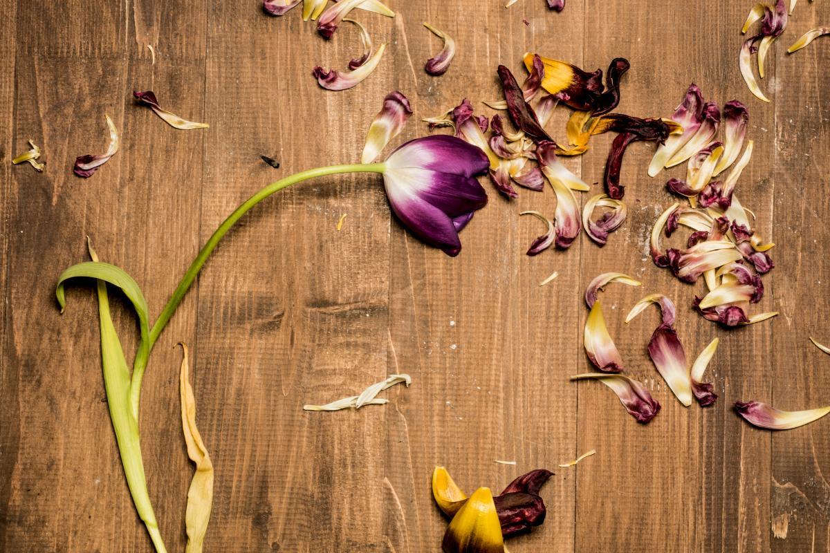 Comment faires sécher des tulipes 6 TECHNIQUES