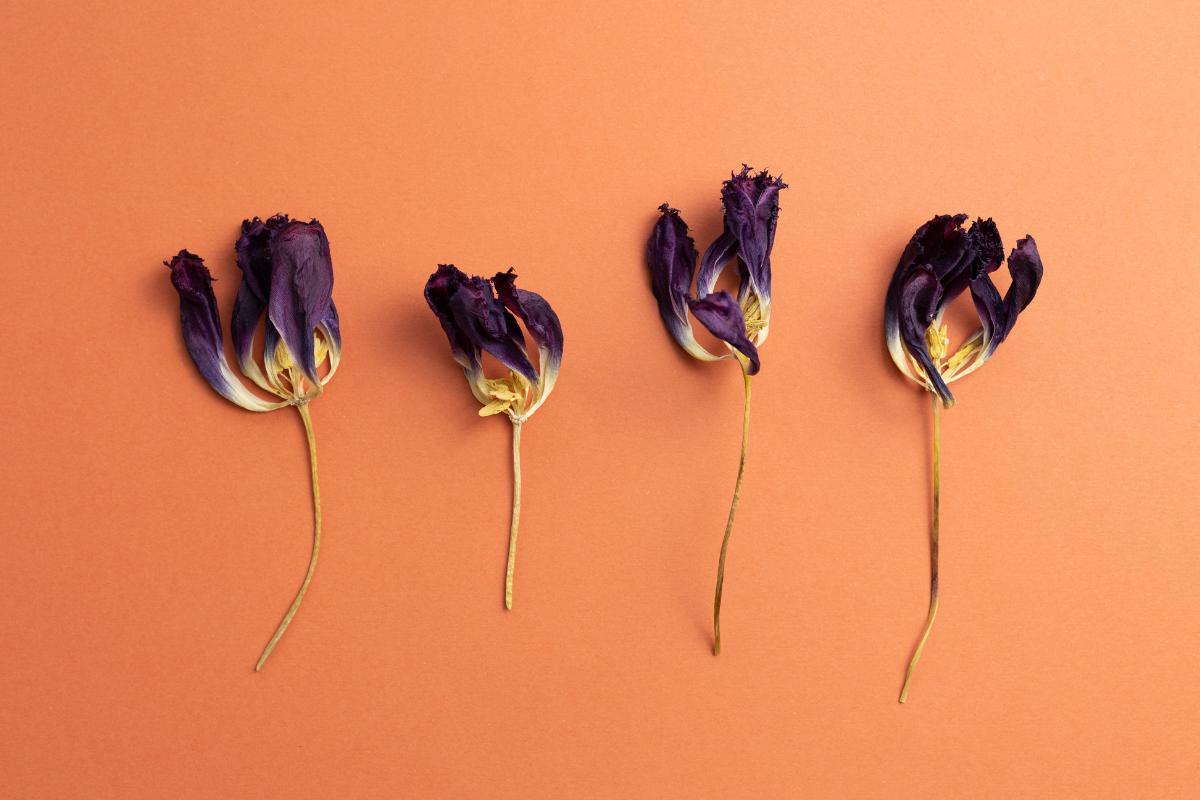 Comment faires sécher des tulipes - 6 TECHNIQUES