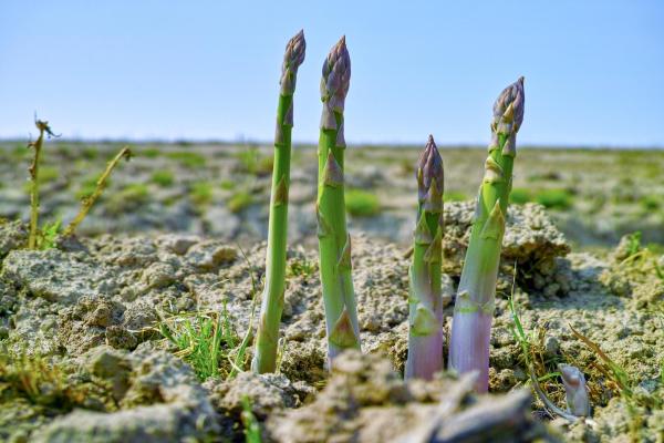 Asperge : bienfaits et effets secondaires - L'asperge