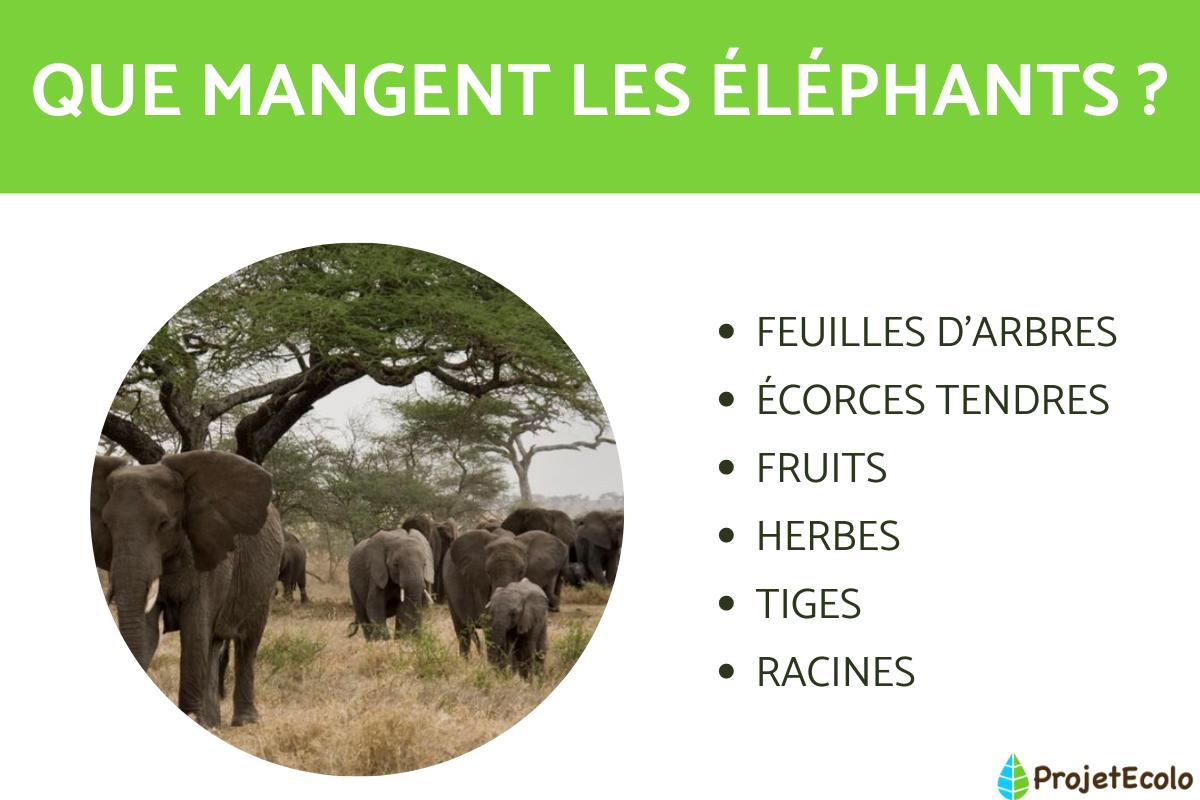 Que mange un éléphant - Alimentation de l'éléphant