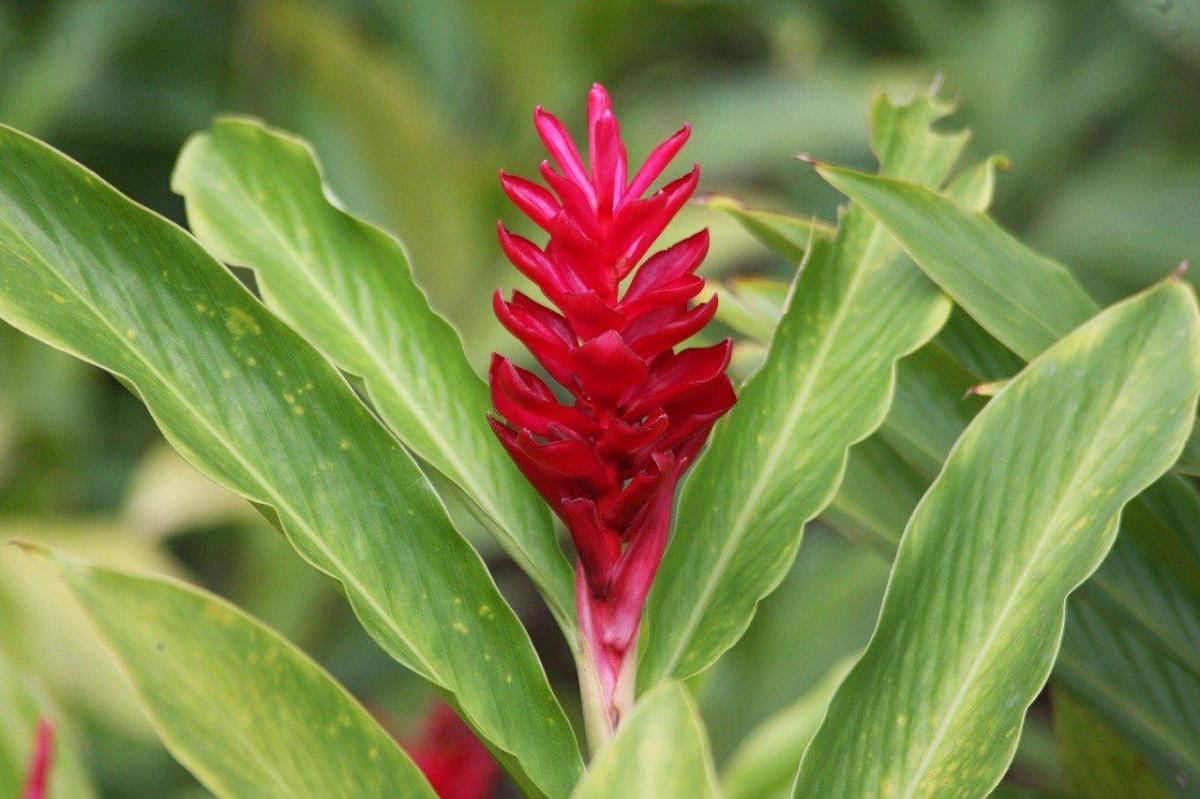 Plantes tropicales d'extérieur