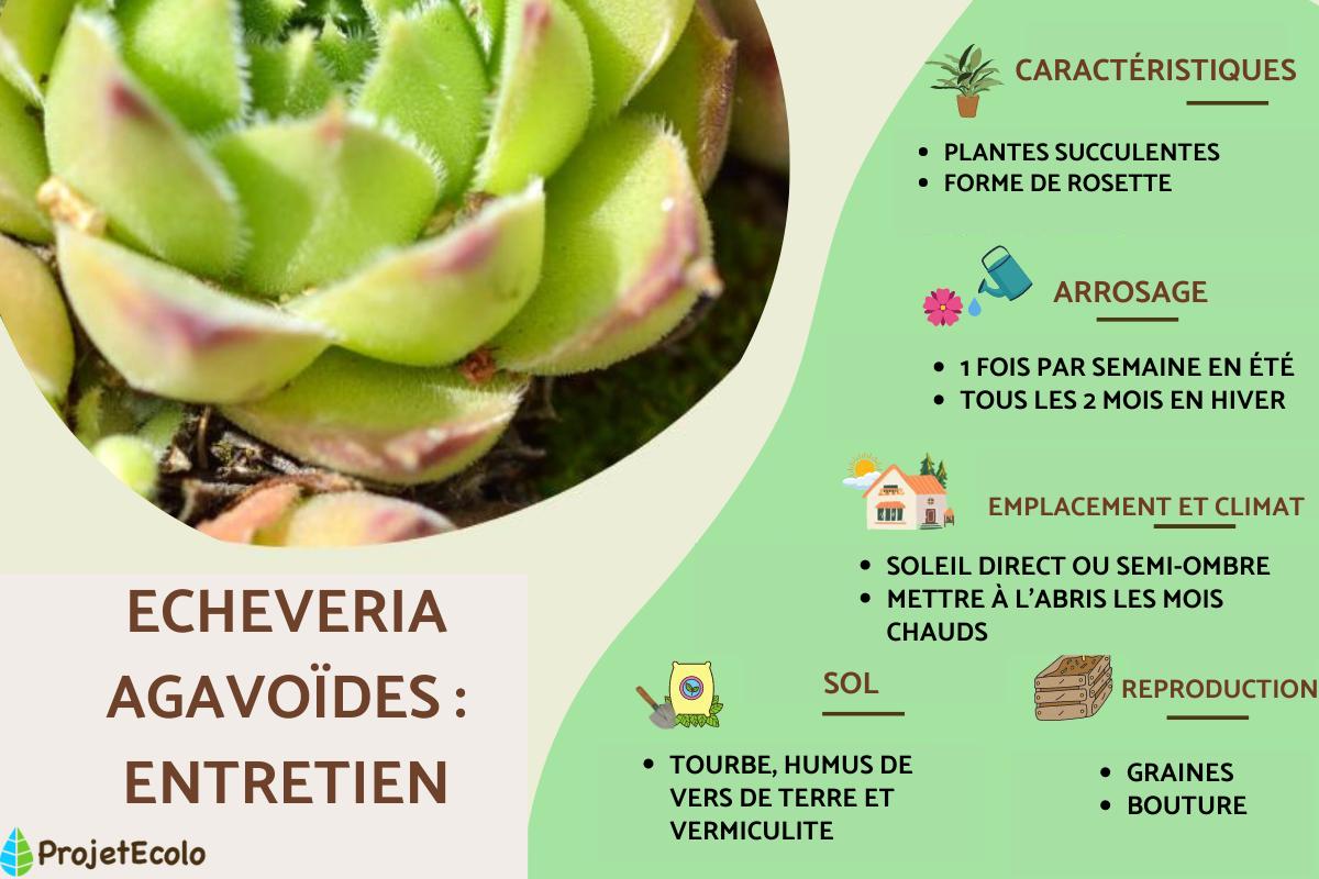 Echeveria agavoides : Entretien, variétés et reproduction