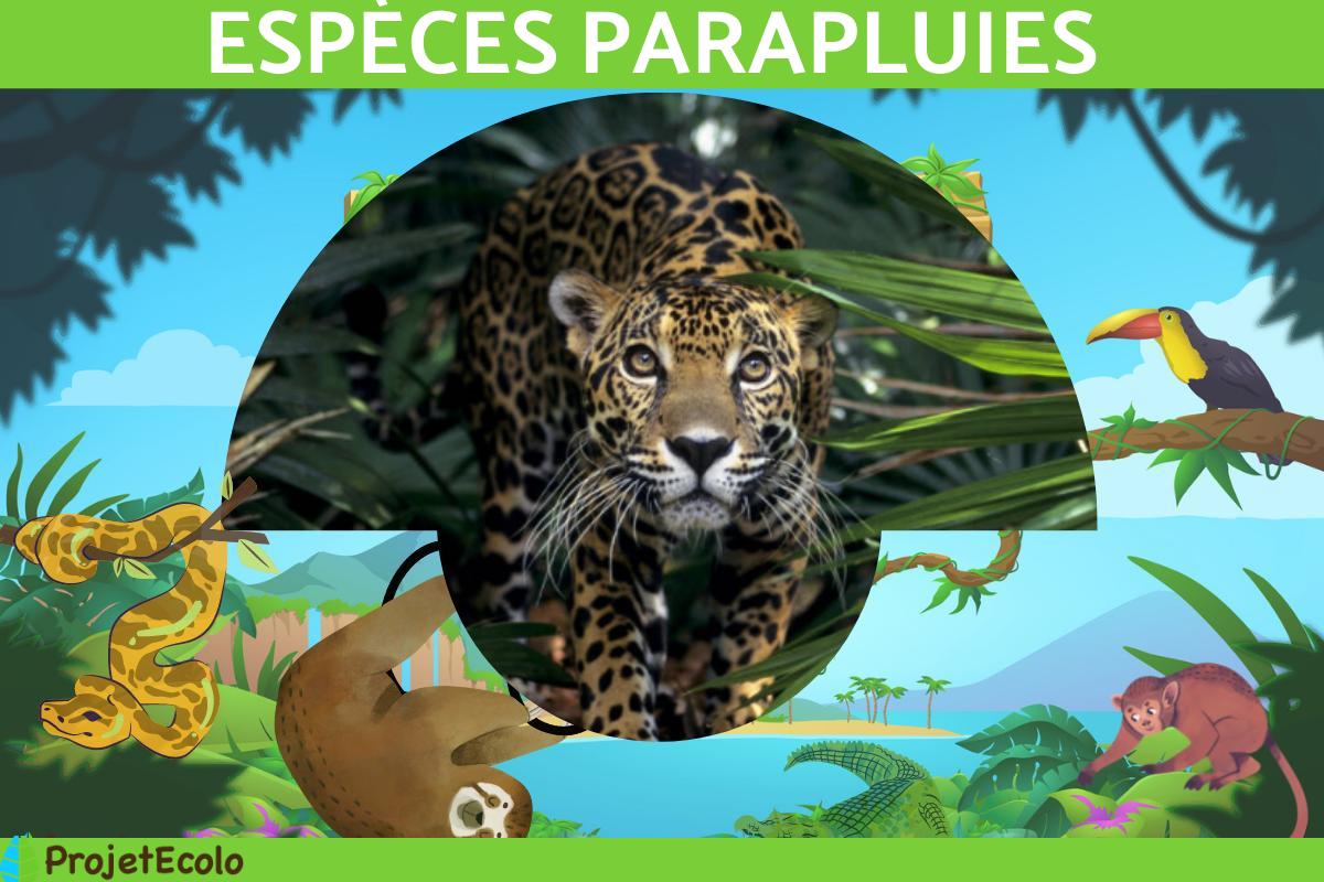 Espèce parapluie : Définition et exemples