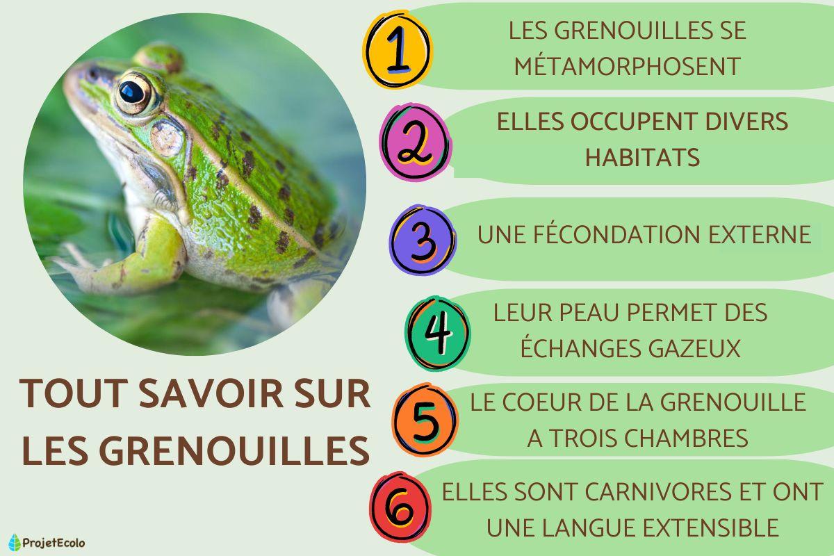 Tout savoir sur les grenouilles