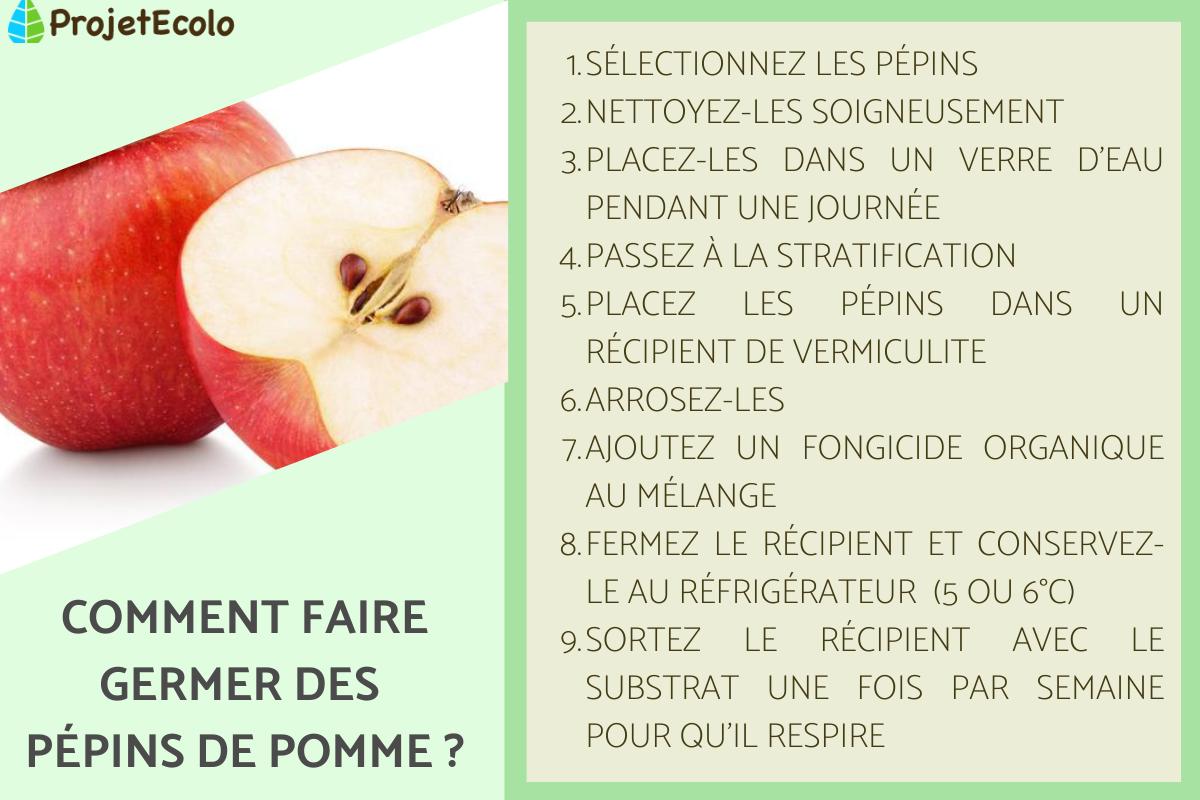 PÉPINS de POMME GERMINATION et ENTRETIEN