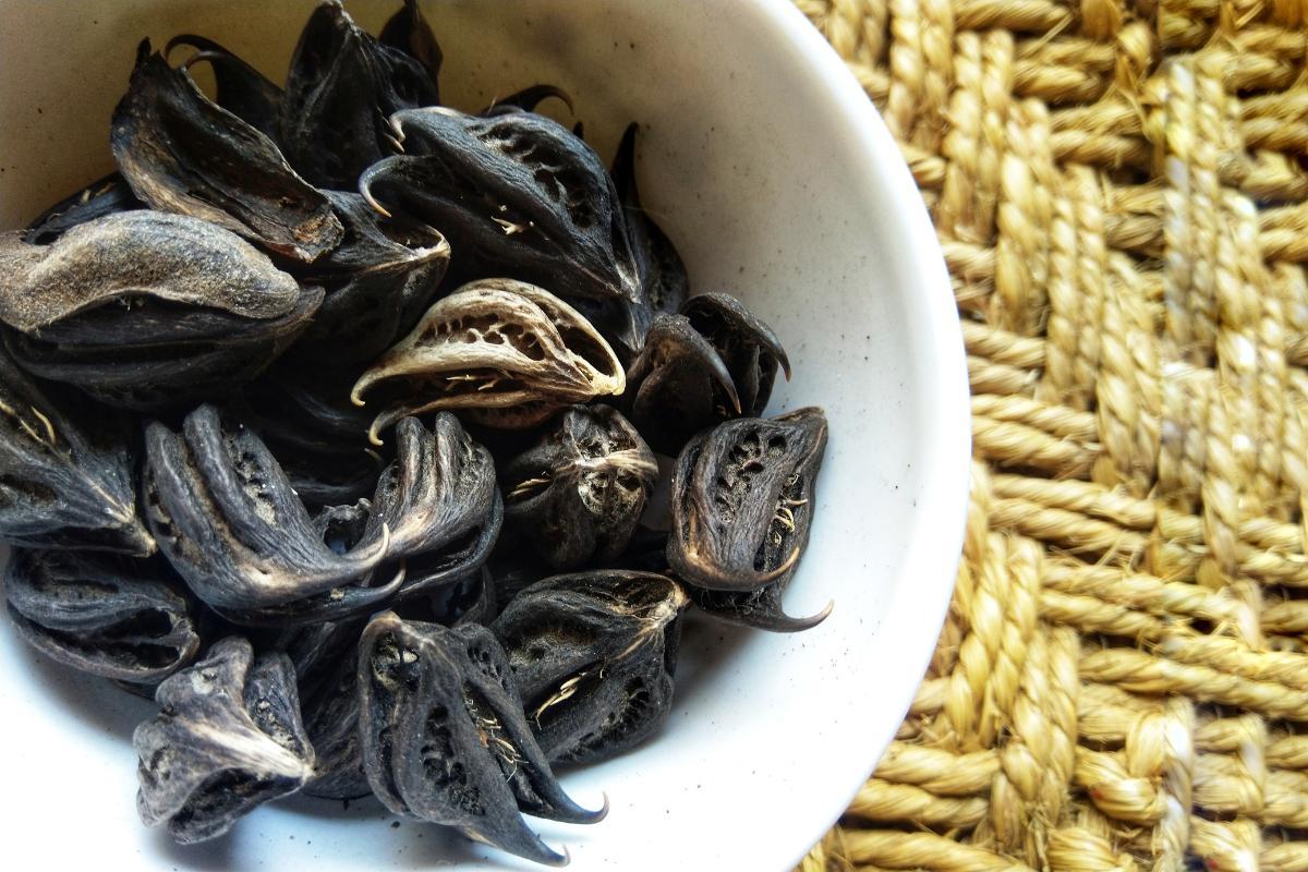 17 Gousses De Griffe Du Diable Naturelles – Artisanat, Projets Floraux Séchés