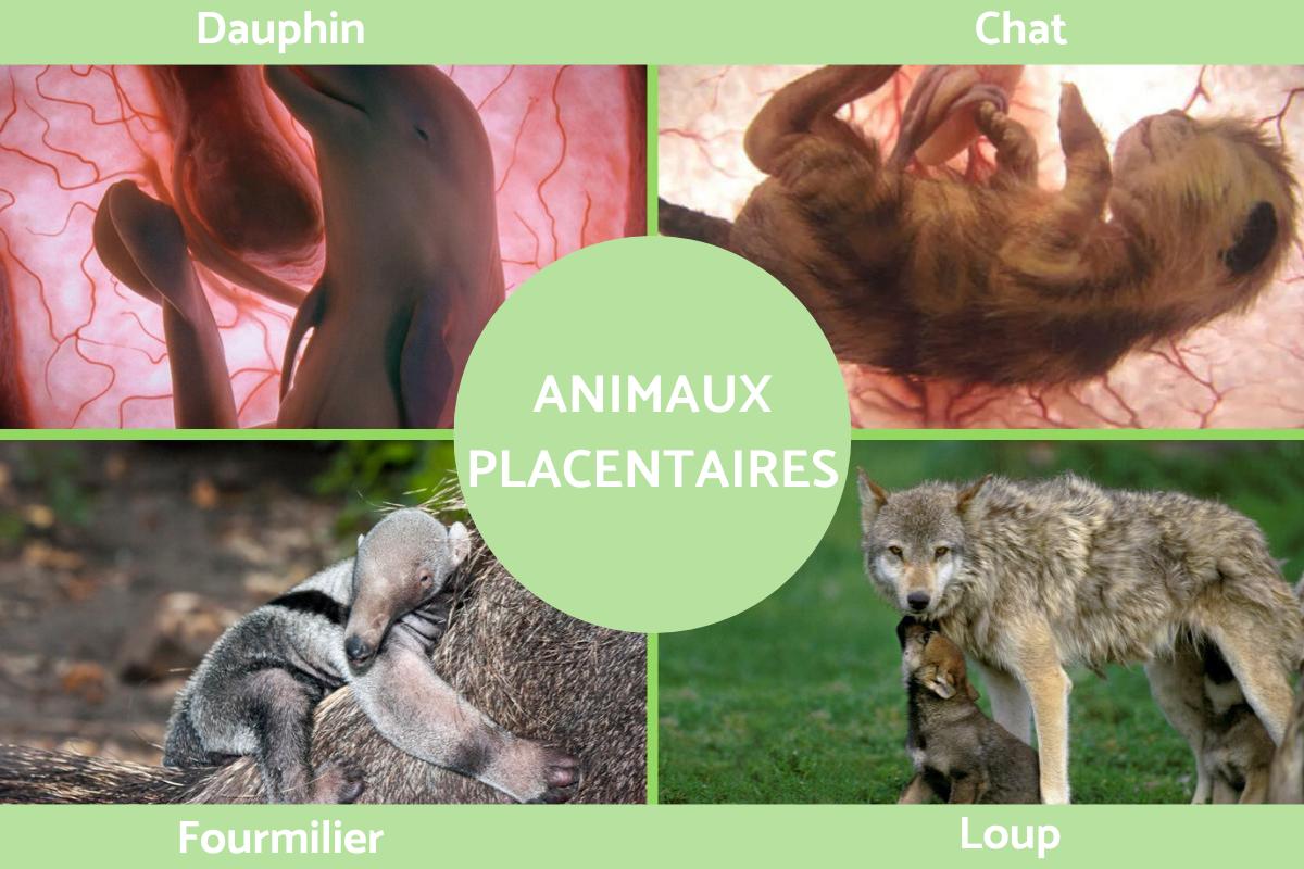 Animal placentaire : définition, caractéristiques, classifications et exemples
