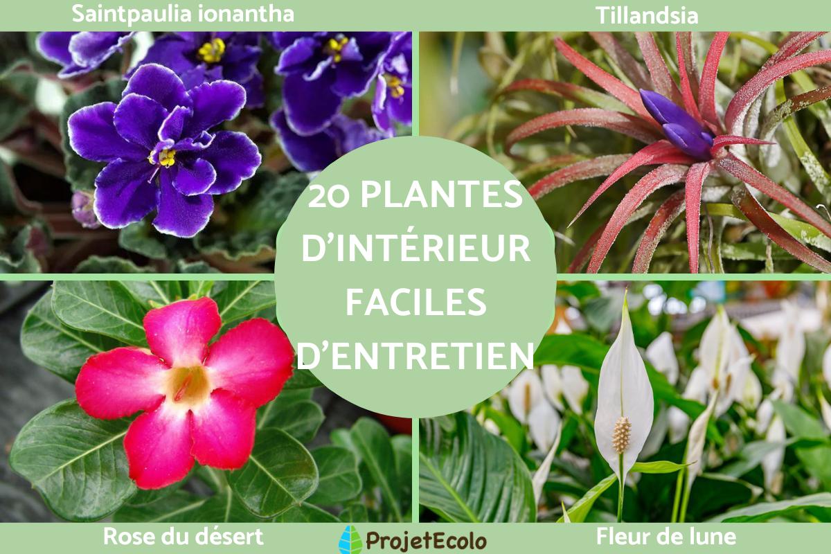 Plantes d'intérieur faciles d'entretien