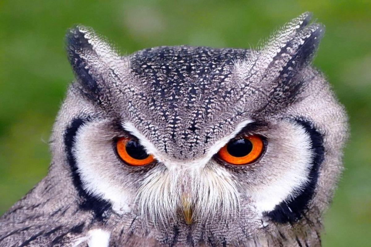 45 oiseaux noctures noms et types Avec des photos — free download