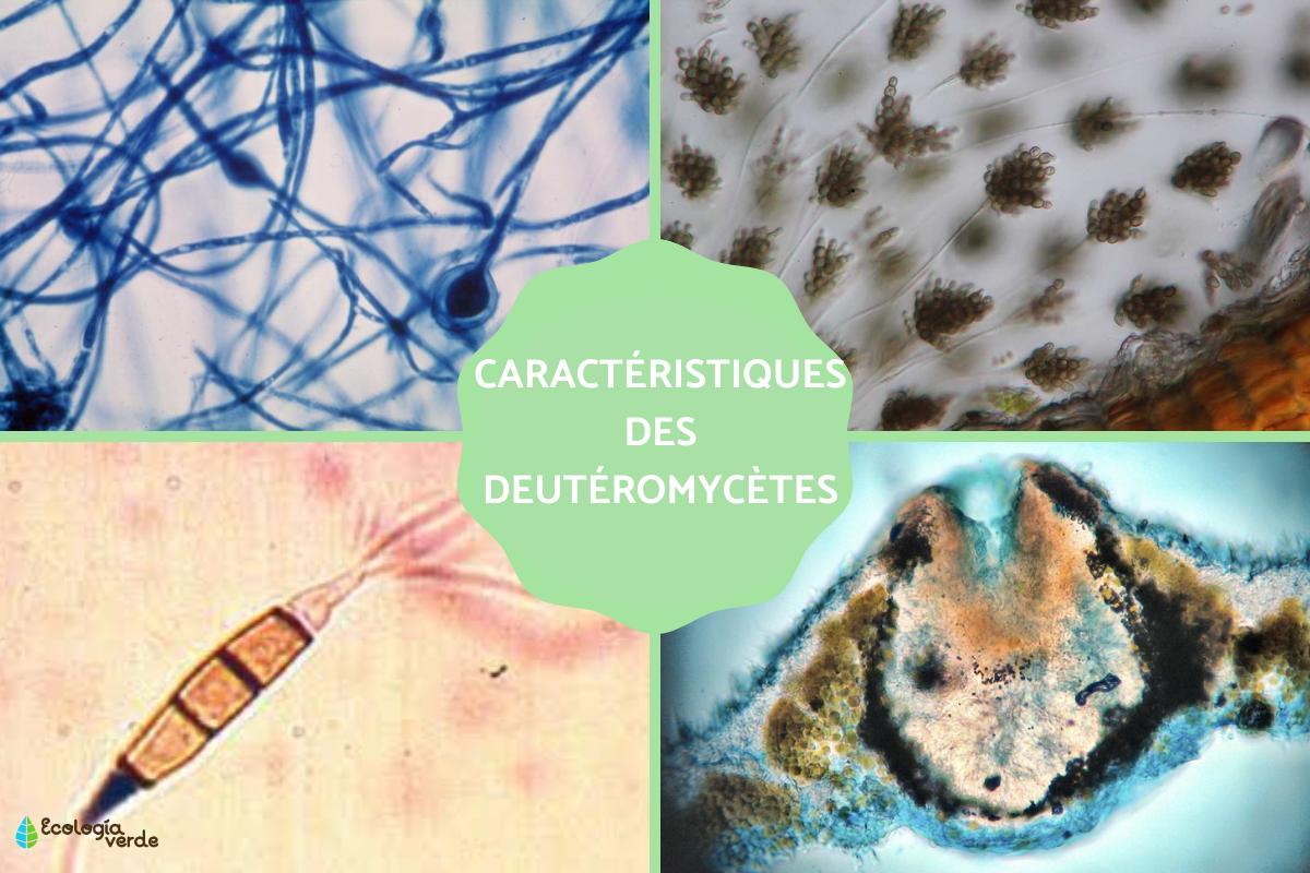 Deutéromycètes : Définition, caractéristiques et exemples