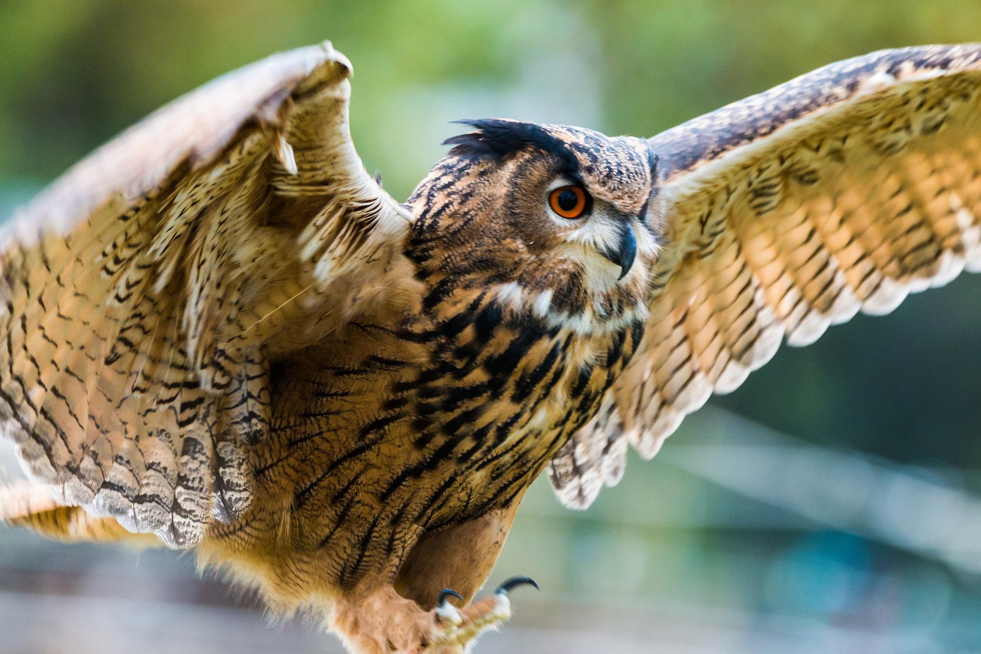 45 oiseaux noctures noms et types Avec des photos — free download