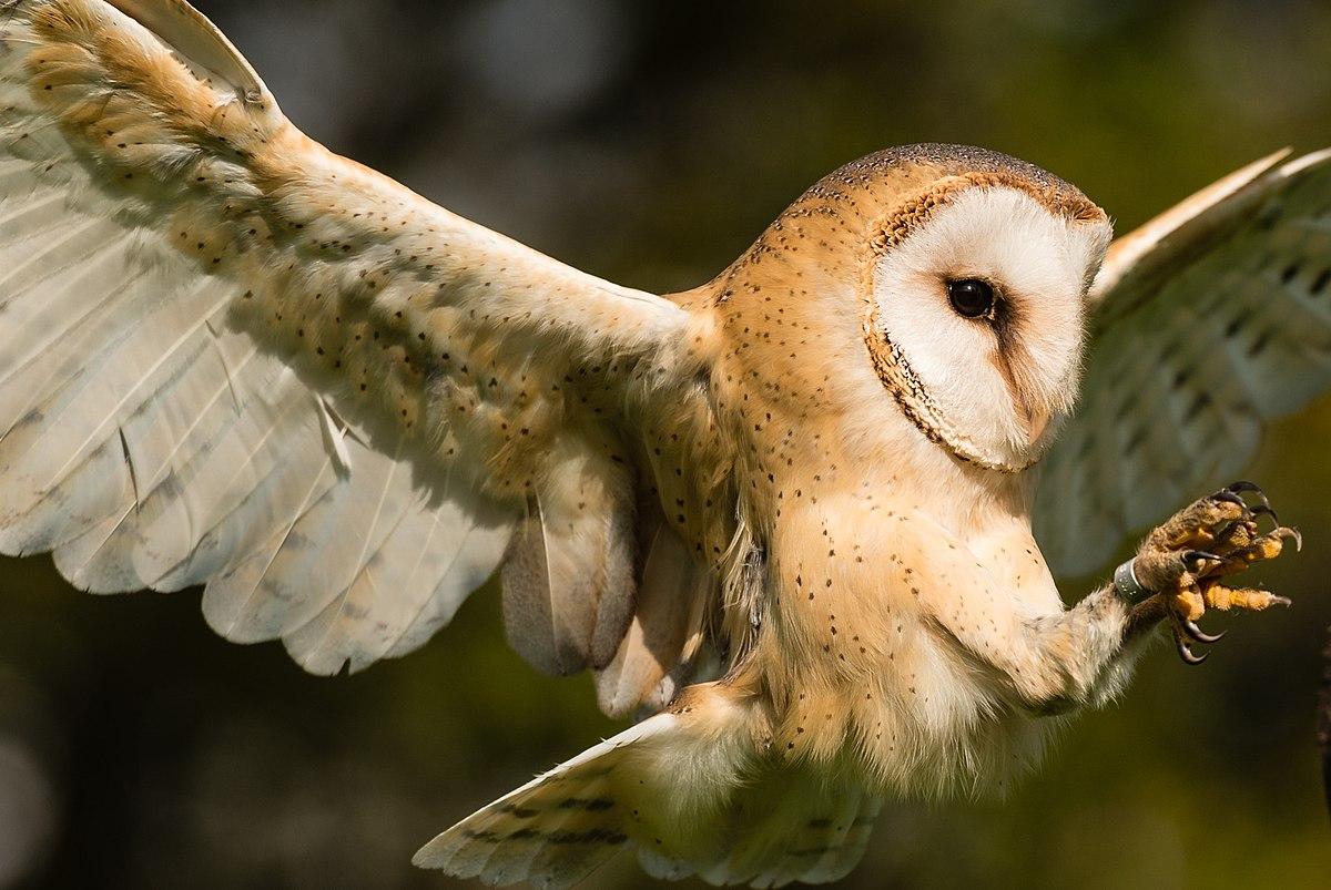 45 oiseaux noctures noms et types Avec des photos