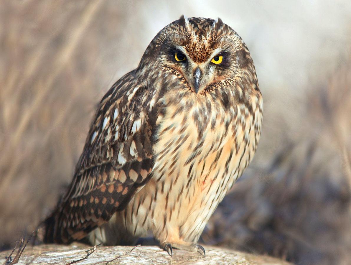 45 oiseaux noctures noms et types Avec des photos — free download