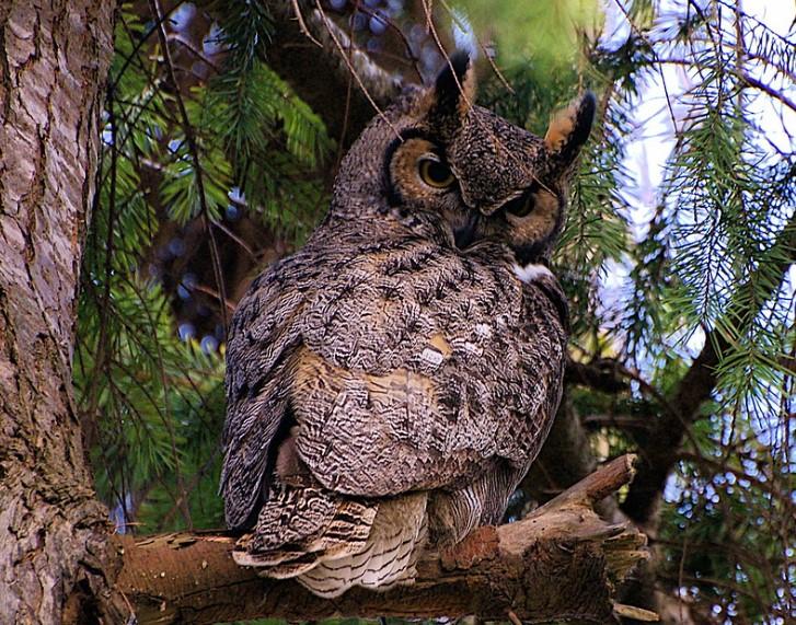 45 oiseaux noctures noms et types Avec des photos — free download
